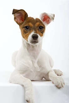 Images Dated 8th February 2006: Dog - Jack Russell - 4 month old puppy
