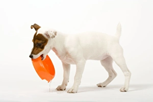 Images Dated 8th February 2006: Dog - Jack Russell - 4 month old puppy playing with bowl