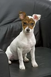 Dog - Jack Russell - 4 month old puppy sitting on chair