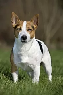 Images Dated 6th March 2011: Dog - Jack Russell