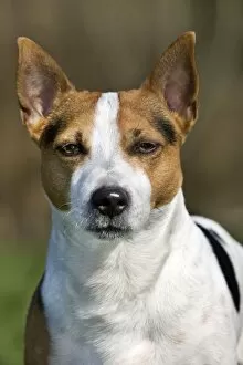Images Dated 6th March 2011: Dog - Jack Russell