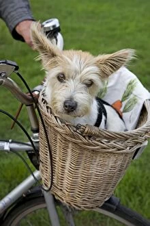 Dog - Jack Russell - in a bicycle basket