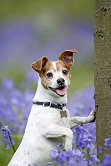 Images Dated 26th April 2009: Dog - Jack Russell - in bluebell wood