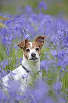 Dog - Jack Russell - in bluebell wood