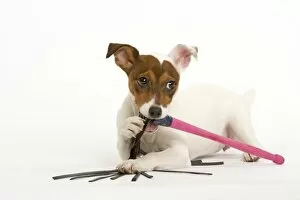 Dog - Jack Russell - chewing toy