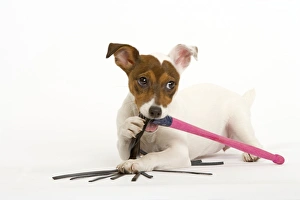 Images Dated 12th February 2006: Dog - Jack Russell - chewing toy