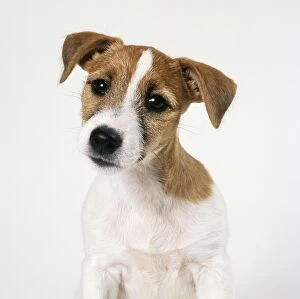 DOG - Jack Russell, close-up with ears raised