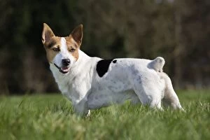 Images Dated 6th March 2011: Dog - Jack Russell in garden