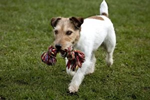 Dog - Jack Russell in garden playing with toy
