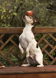 Jack Gallery: DOG. Jack Russell on a garden seat, with an apple