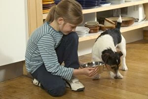 Dog - Jack Russell - girl giving dog food in bowl in kitchen