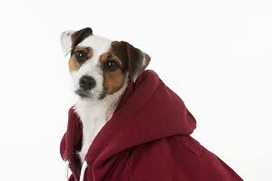 Images Dated 12th November 2012: Dog - Jack Russell in a Hoodie