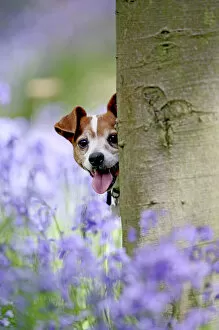 Dog - Jack Russell - looking around tree in bluebell wood