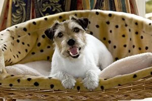 Dog - Jack Russell lying in basket