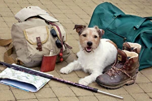 Images Dated 17th April 2007: Dog - Jack Russell lying down next to walkers travel / explorer equipment