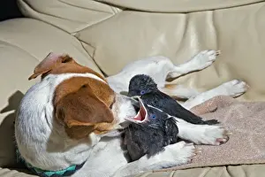 Sofa Prints: Dog - Jack Russell mothers baby Jackdaws 005687