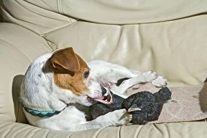 Corvid Collection: Dog - Jack Russell mothers baby Jackdaws 005688