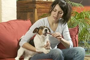 Dog - Jack Russell - owner feeding dog a chew