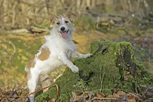 Dog - Jack Russell with paws on tree stump in autumn. UK