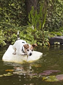 Dog - Jack Russell - playing on pond
