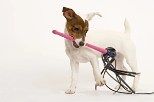Images Dated 12th February 2006: Dog - Jack Russell - playing with toy