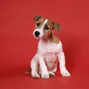 DOG - Jack Russell puppy