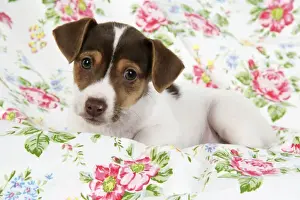 Dog. Jack Russell puppy (8 weeks old)