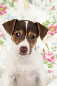 Dog. Jack Russell puppy (8 weeks old)