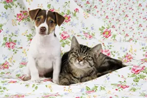 Dog. Jack Russell puppy (8 weeks old) and cat