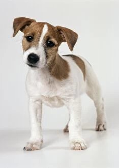 DOG - Jack Russell puppy with ears raised
