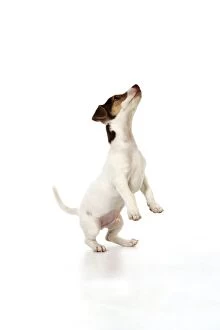 Images Dated 4th April 2009: Dog - Jack Russell puppy jumping