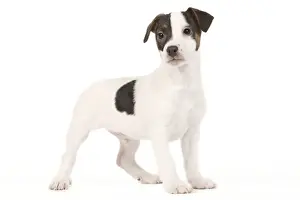 Dog - Jack Russell puppy in studio