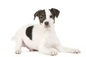 Dog - Jack Russell puppy in studio