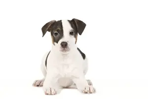 Dog - Jack Russell puppy in studio