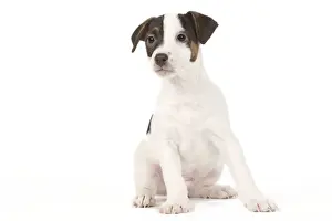 Dog - Jack Russell puppy in studio