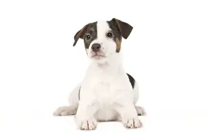 Dog - Jack Russell puppy in studio