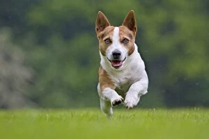 Images Dated 20th June 2012: Dog - Jack Russell running