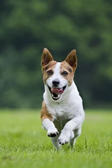 Images Dated 20th June 2012: Dog - Jack Russell running
