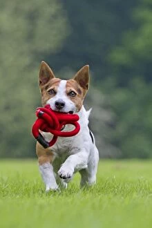 Images Dated 20th June 2012: Dog - Jack Russell running with dog lead in mouth