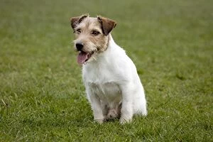 Dog - Jack Russell sitting down