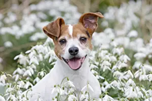 Dog - Jack Russell - sitting in snowdrops - Bedfordshire - UK 006881