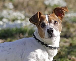 Images Dated 21st February 2009: Dog - Jack russell in snowdrops