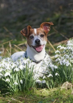 Images Dated 21st February 2009: Dog - Jack russell in snowdrops