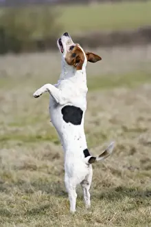Dog - Jack Russell - standing on hind legs - Bedfordshire - UK 006898