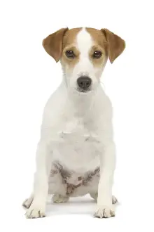 Dog - Jack Russell - in studio