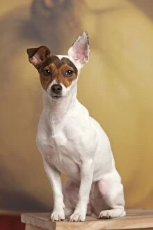 Images Dated 29th February 2000: Dog - Jack Russell Terrier