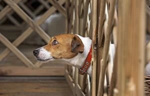 Dog - Jack Russell Terrier