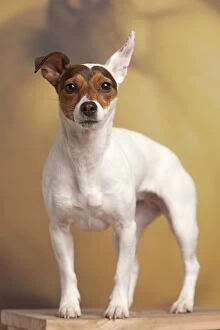 Images Dated 29th February 2000: Dog - Jack Russell Terrier