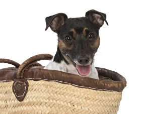 DOG. Jack Russell Terrier, in a bag