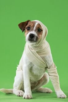 Images Dated 12th November 2012: Dog - Jack Russell Terrier in a bandage